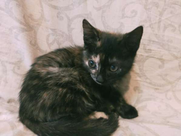 Котята в Волгограде фото 12