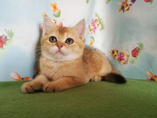 Котик золотая шиншилла в Казани