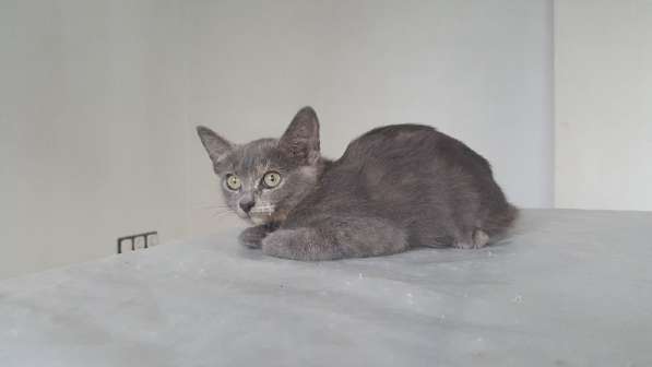 Котенок в добрые руки в Москве фото 25