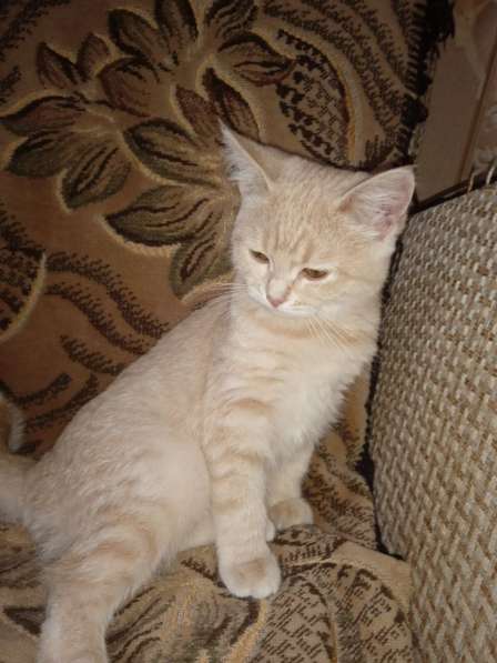 Продаётся британский котенок в Рязани фото 3