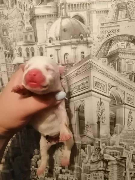 Щенки стаффорд в Коряжме фото 11