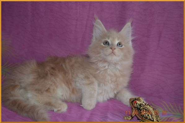 Великолепные котята мейн-кун из питомника в Волгограде фото 250