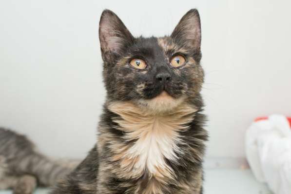 Скоро ли Катарина встретит своего хозяина?