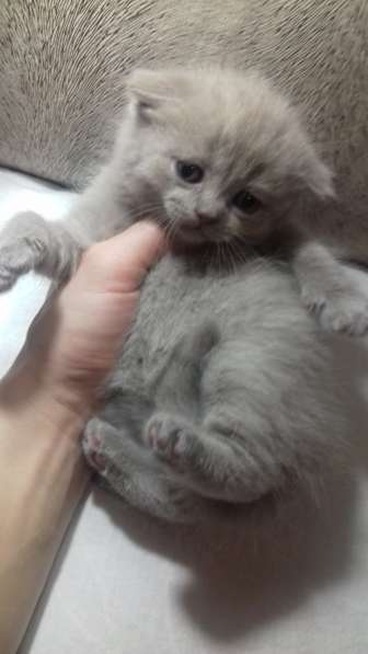 Котята в Челябинске фото 13