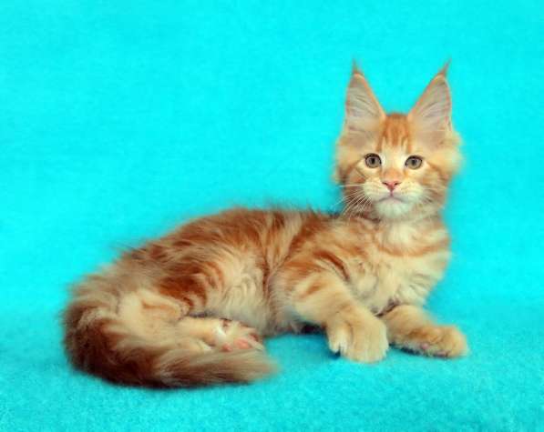 Апельсинки к Новому Году в Рязани фото 23