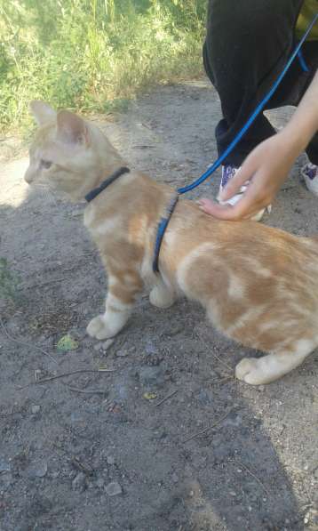 Курильский бобтейл - котята золотого окраса в Краснодаре фото 32