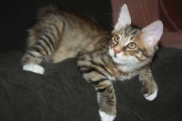 Курильский бобтейл в Волгограде фото 7