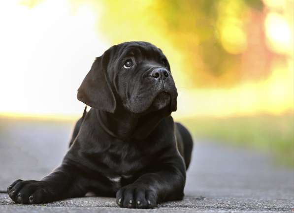 Кане - Корсо. Black в фото 5