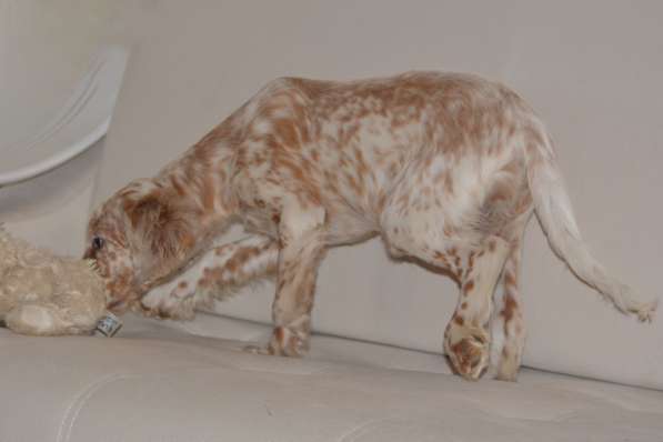 Английский сеттер щенки из элитного питомника в Москве фото 128