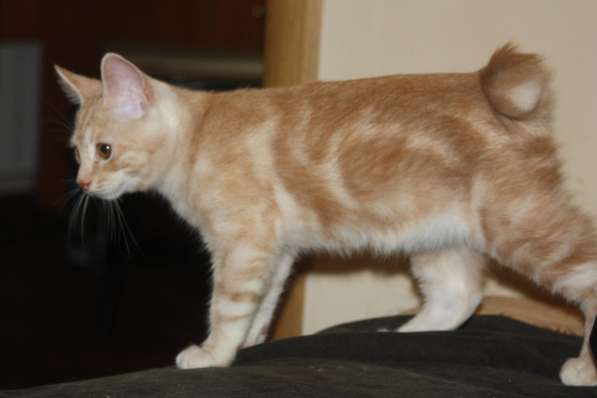 Котята курильского бобтейла в Астрахани фото 20