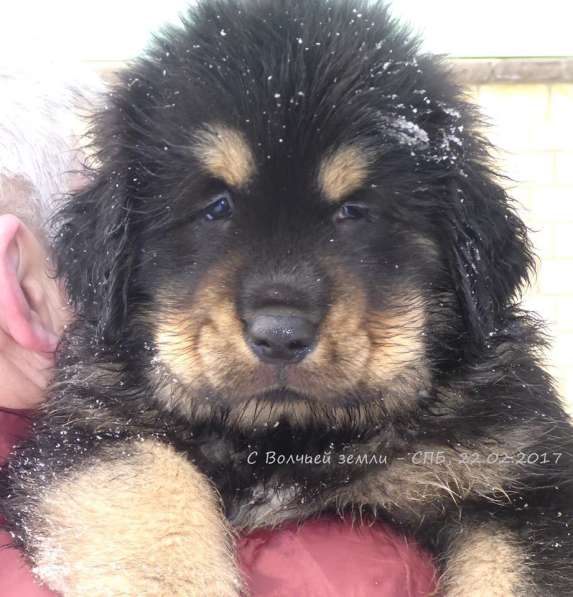 Тибетский мастиф - щенки в Санкт-Петербурге фото 15