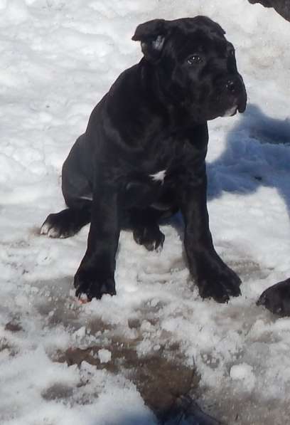 Щенки кане корсо (девочки) в фото 9