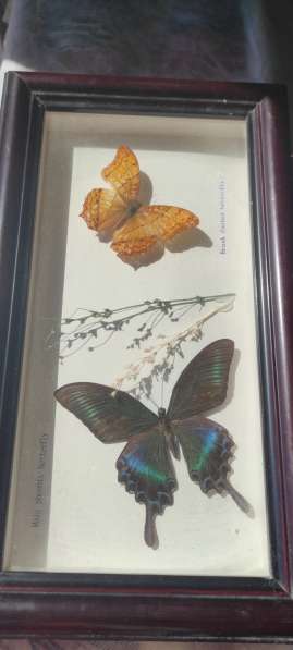 Коллекционные бабочки под стеклом