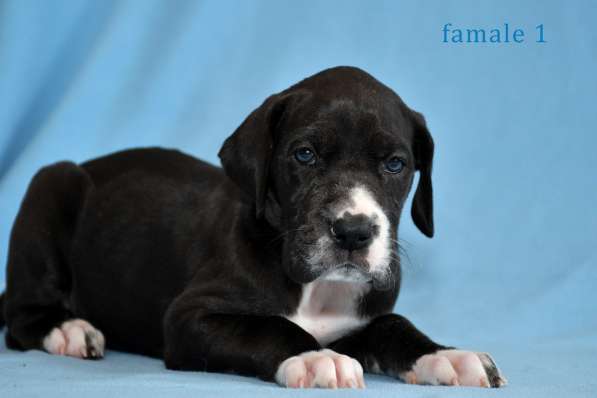 Щенки немецкого дога в Ростове-на-Дону