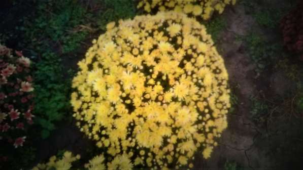 Шаровидные хризантемы в Майкопе фото 12