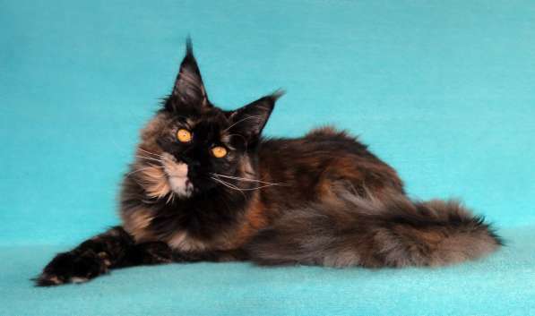 Апельсинки к Новому Году в Рязани фото 121