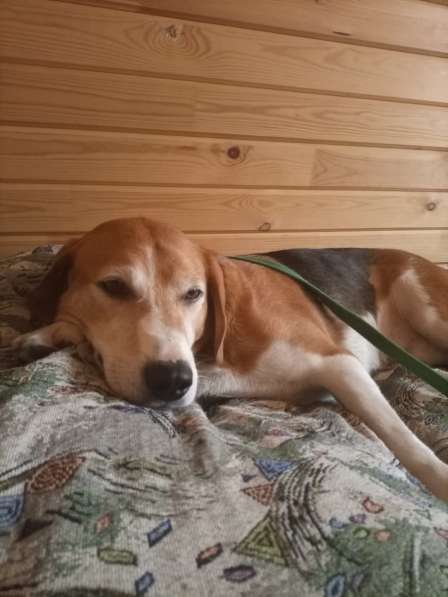 Эстонская гончая в дар в Москве фото 4