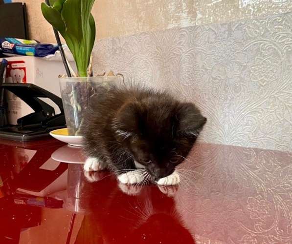 Котенок Шошу - лучистое счастье в дар в Москве фото 3