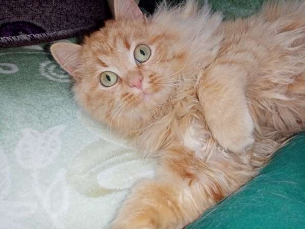 Бархат + Зайка: коты-неразлучники! Ищут дом! в Москве фото 14