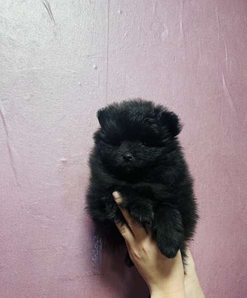 Померанский шпиц