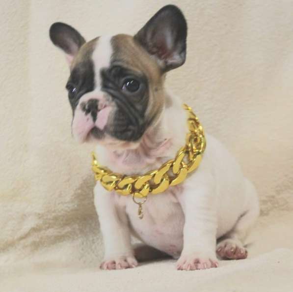 Щенки из питомника РКФ в Москве фото 3