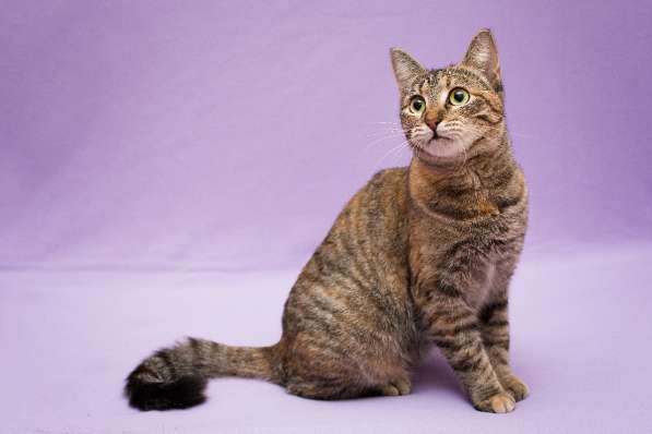 Кошка в добрые руки. Красавица Линда в Москве фото 9