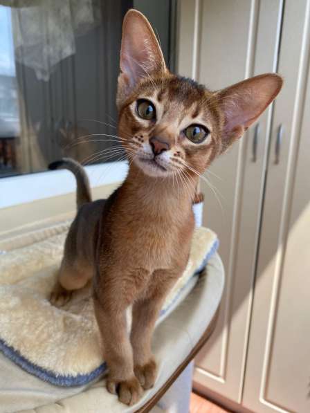 Абиссинский котёнок девочка с документами