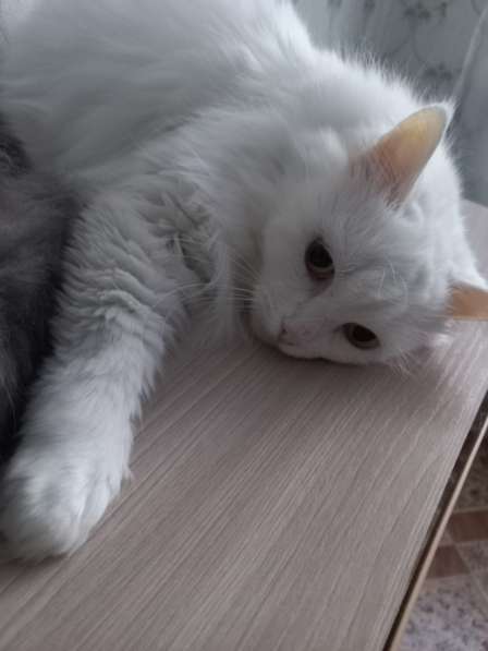 Кот сибиряк,4 года в Новосибирске фото 40