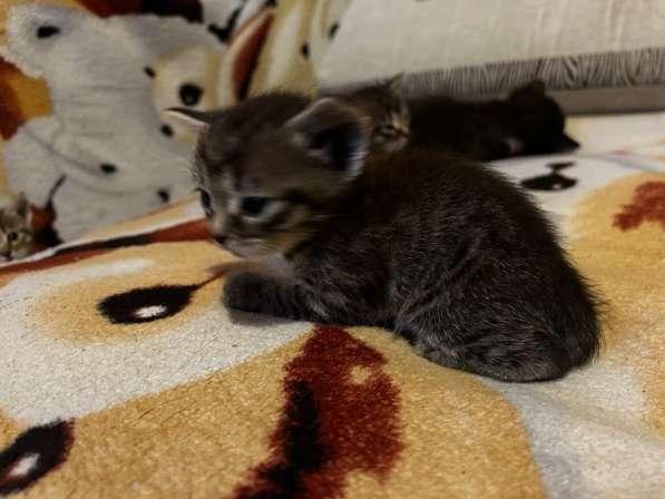 Котята в добрые руки в Новомосковске фото 7