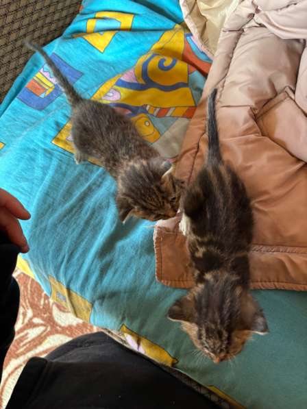 Отдадимкотят в добрые руки мальчик и девочка в Смоленске