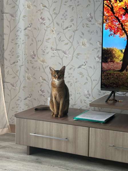 Кошка в добрые руки