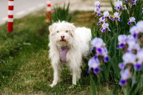 Очаровательный белый пёсик Банди в дар в Москве фото 4