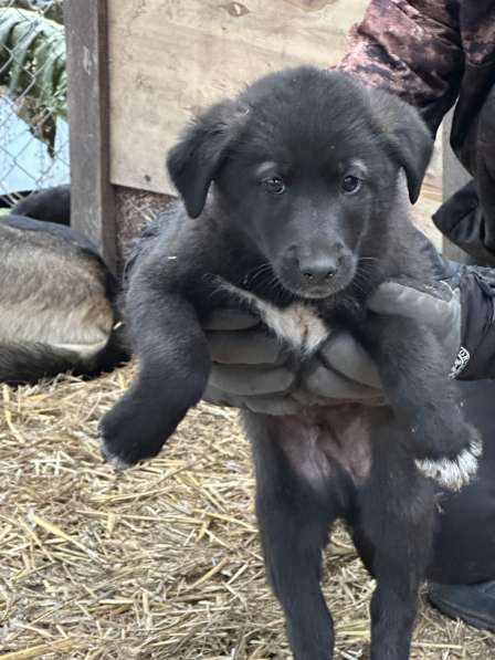 Щенки в Уфе