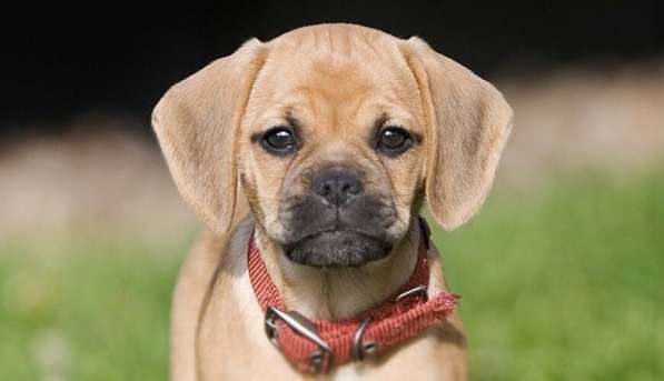 Уникальные щенки Пагальера в фото 3