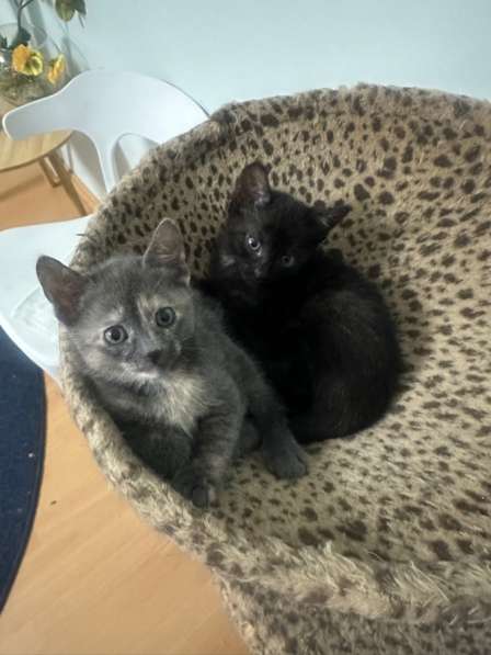 Котята в добрые руки в Воронеже фото 3