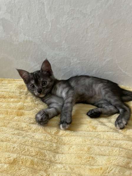 Котенок в Воронеже