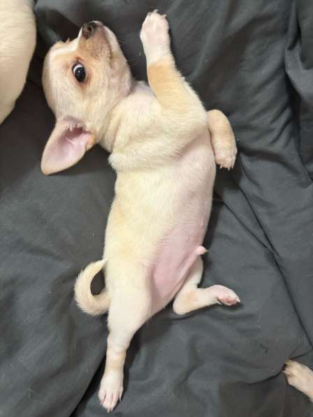 Чихуахуа в Новочеркасске