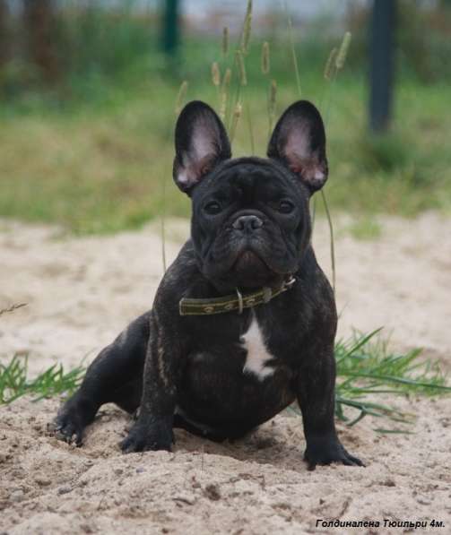 Французский бульдог подрощенные тигровые девочки в Москве фото 6