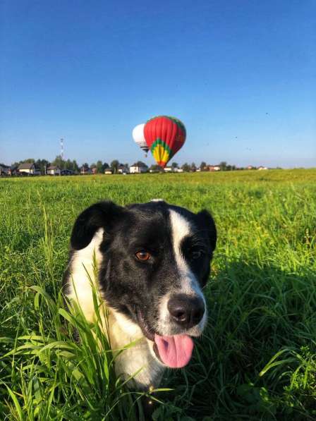 Белый Бим чёрное ухо в Москве фото 10