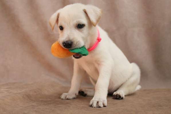 Малюсенькие красивые щеночки ищут дом