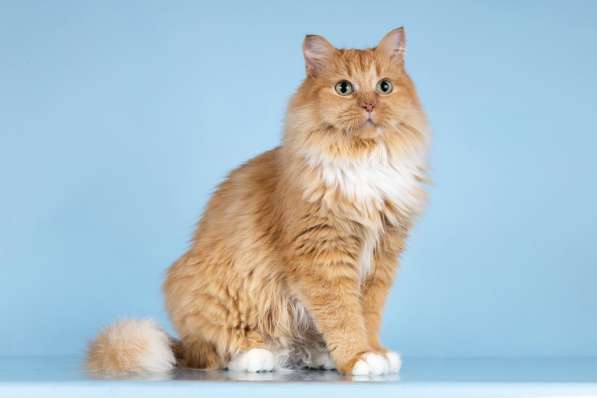 Кошечка Дюймовочка ищет доброе сердце в Москве фото 3