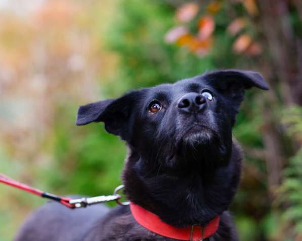 Собака с разноцветными глазами в Санкт-Петербурге фото 15