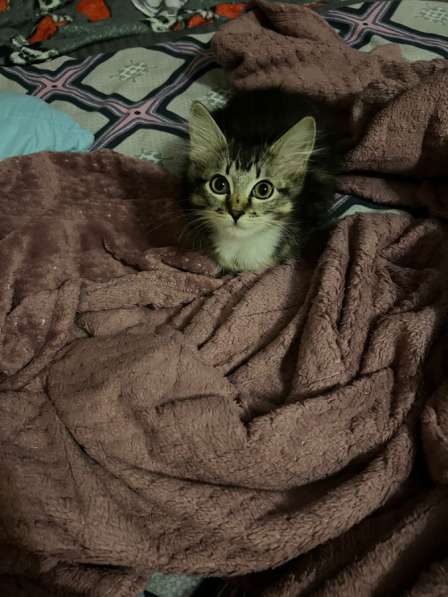 Животное