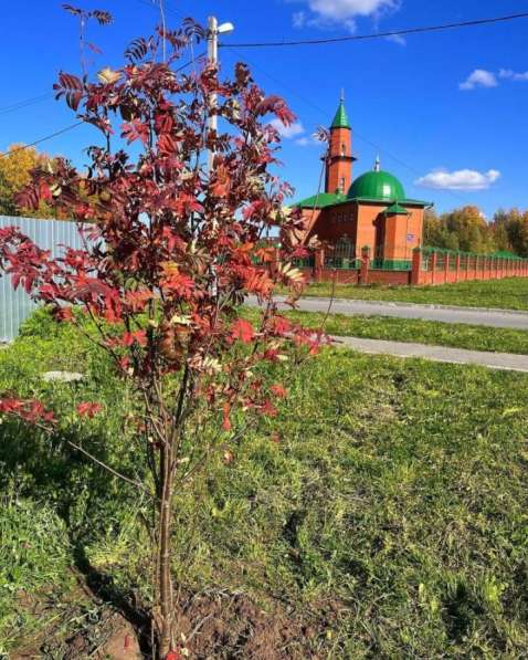 Озеленение: посадка крупномеров с гарантией в Тобольске