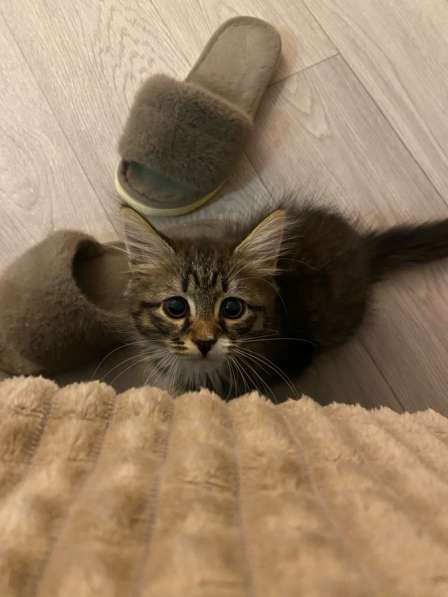 Отдам котика в добрые ручки в Набережных Челнах