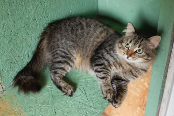 Пушистый красавиц кот Степан в добрые руки в Москве фото 3