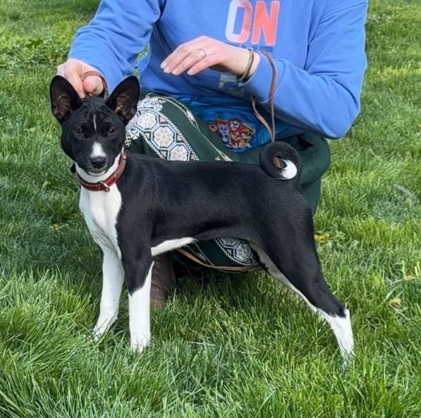 Basenji puppy female available в фото 3