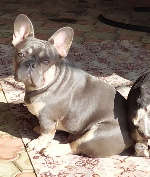 Щенки французского бульдога