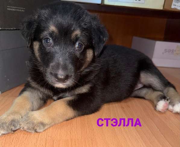 Красавица Стэлла ищет заботливых родителей в Феодосии фото 3