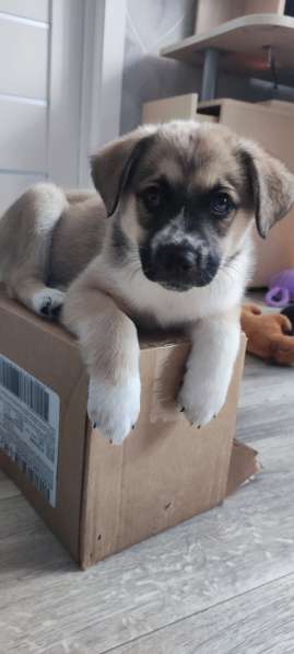 Красивый небольшой щенок мальчик в дар в Москве